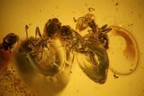 Four Detailed Fossil Ants (Formicidae) In Baltic Amber #139062-1